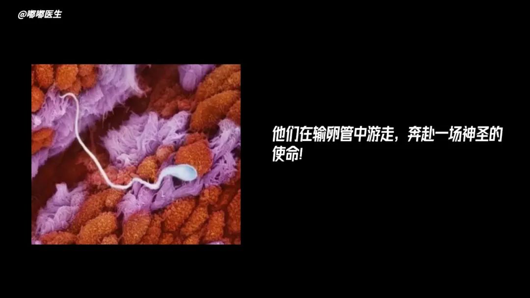 爱情前规则：精子先生与卵子小姐的博弈游戏_爱情前规则：精子先生与卵子小姐的博弈游戏_爱情前规则：精子先生与卵子小姐的博弈游戏