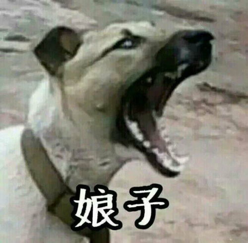 暴走漫画小表情包动态图片大全下载到手机版
