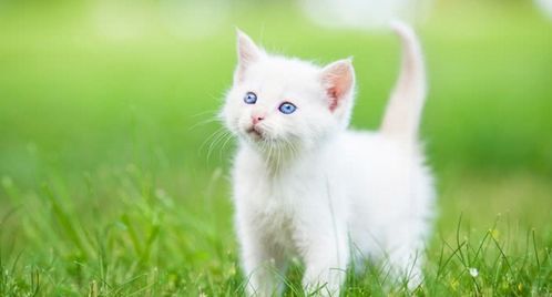 白色的游戏猫