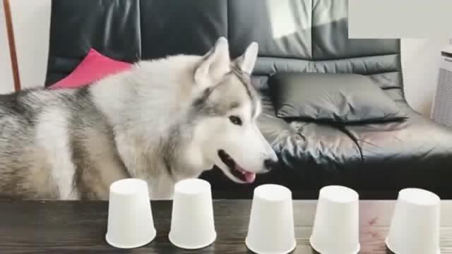 哈士奇萌宠屋 