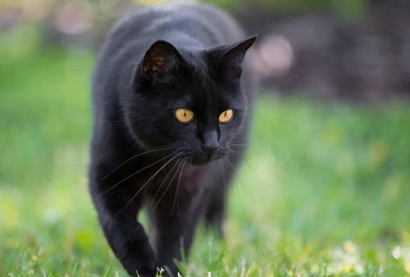 大蓝猫玩具工厂下载正版 大蓝猫玩具工厂下载正版